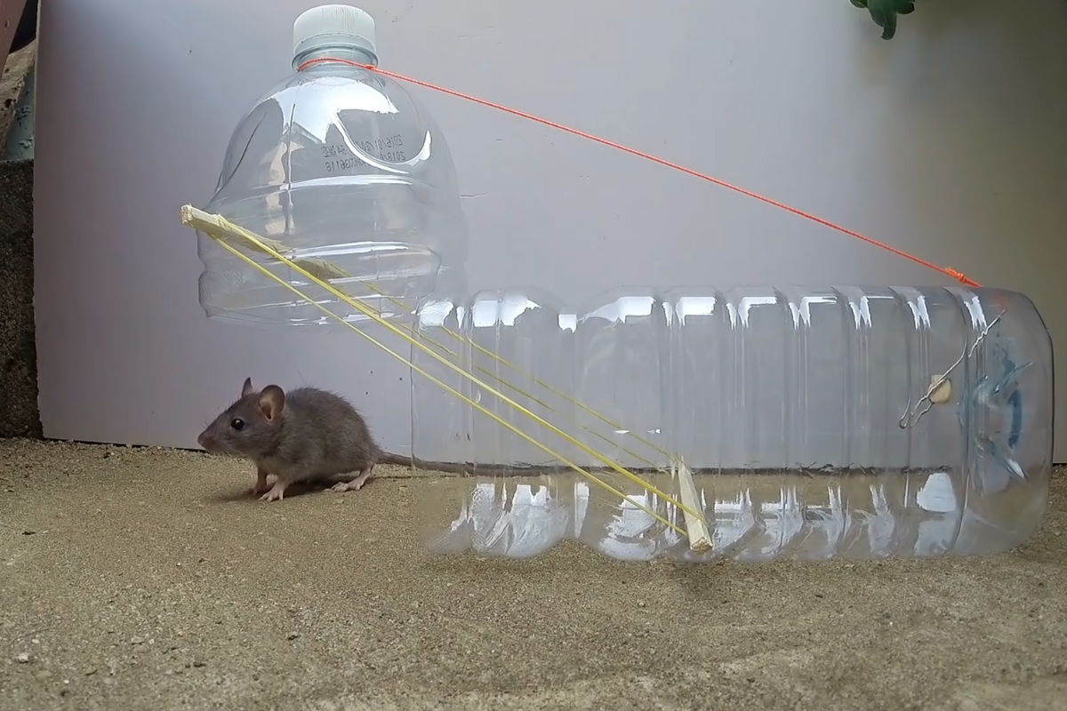 Pin on ingenious mouse traps