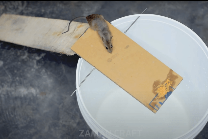 DIY mouse traps
