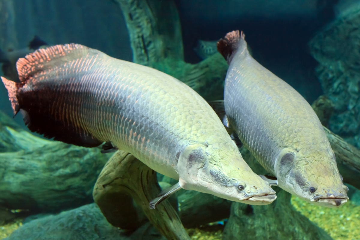 Arapaima