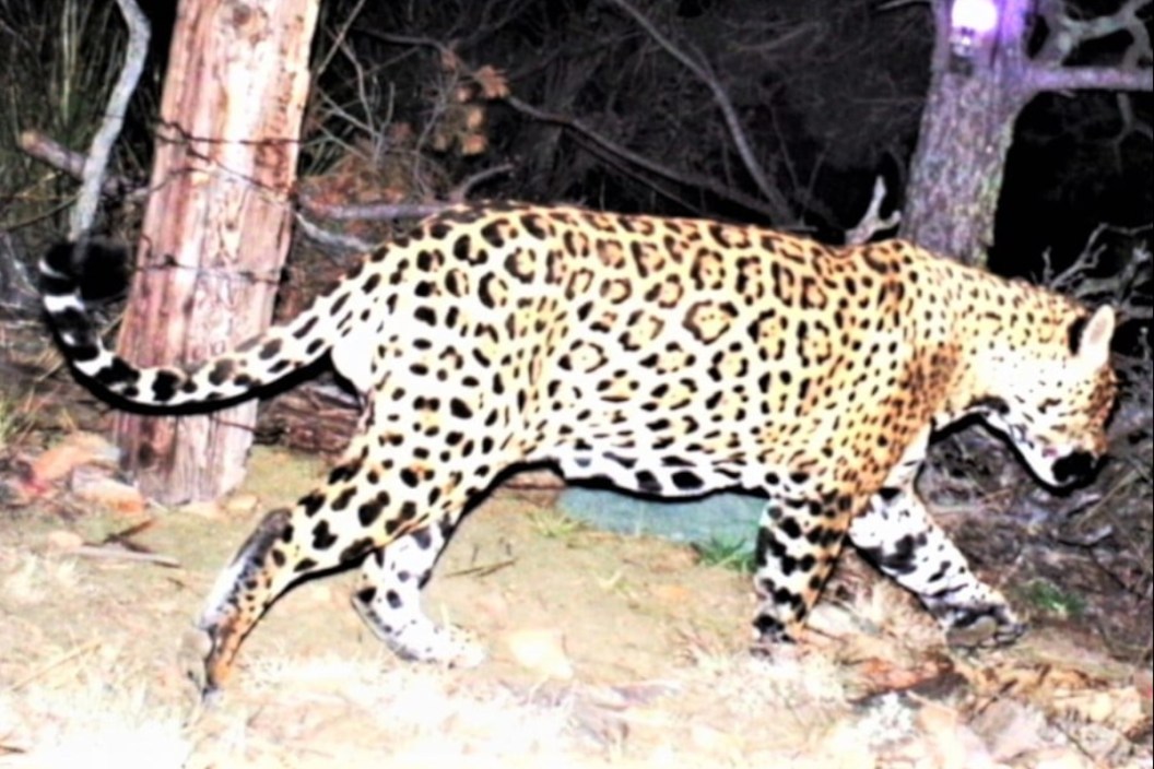 Arizona Jaguar Ocelot