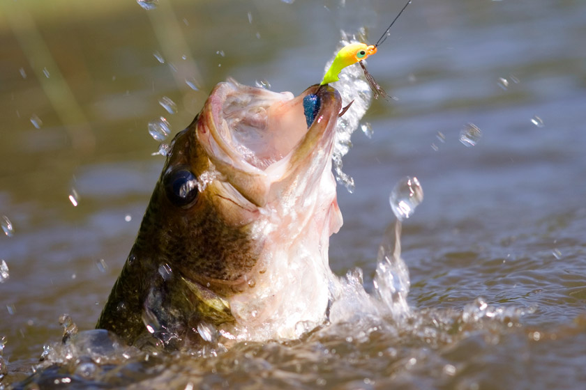 texas bass fishing