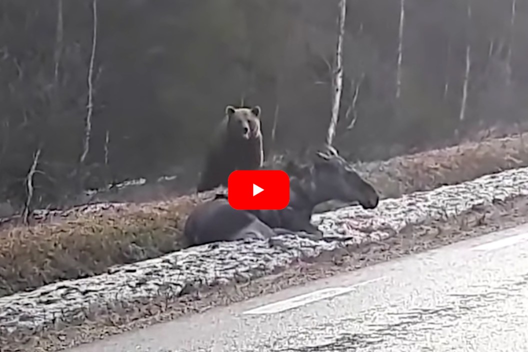 Bear vs Moose