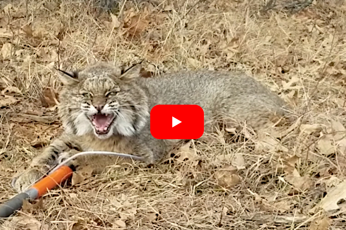 10 Quick Tips for Trapping Bobcats Wide Open Spaces