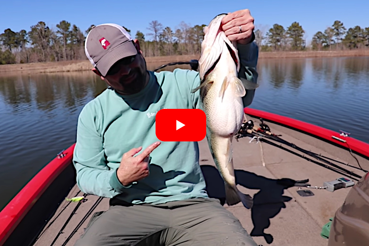 Chatterbait Produces a Ridiculously Fat Largemouth Bass - Wide Open Spaces
