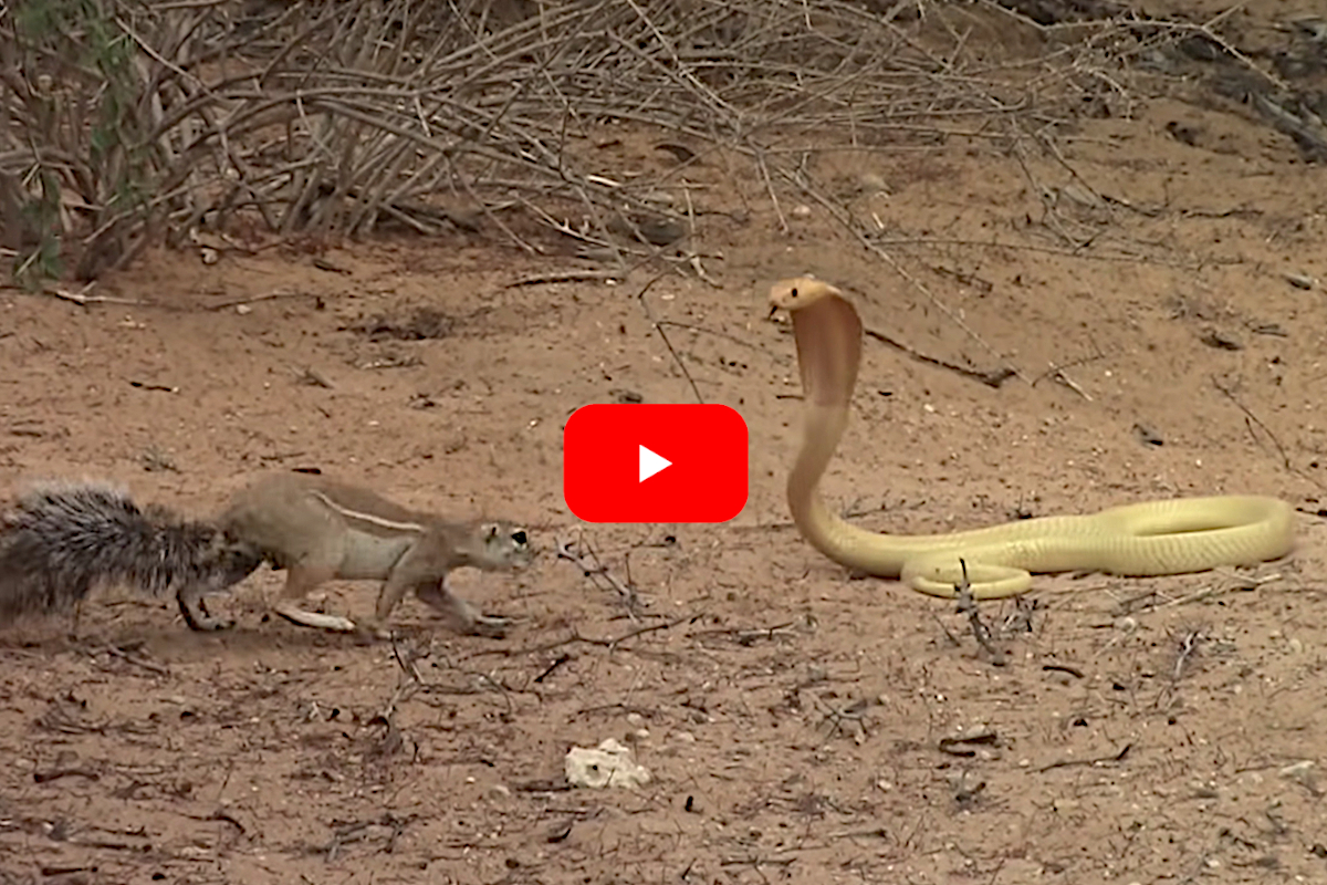 Cobra vs Squirrel