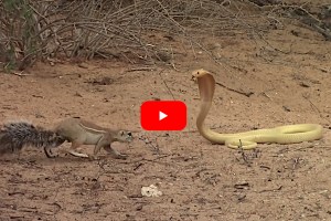 Mother Ground Squirrel Bravely Faces Off With Cobra to Defend Her Young ...