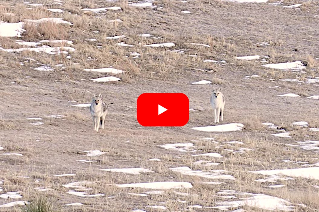Coyote Hunting
