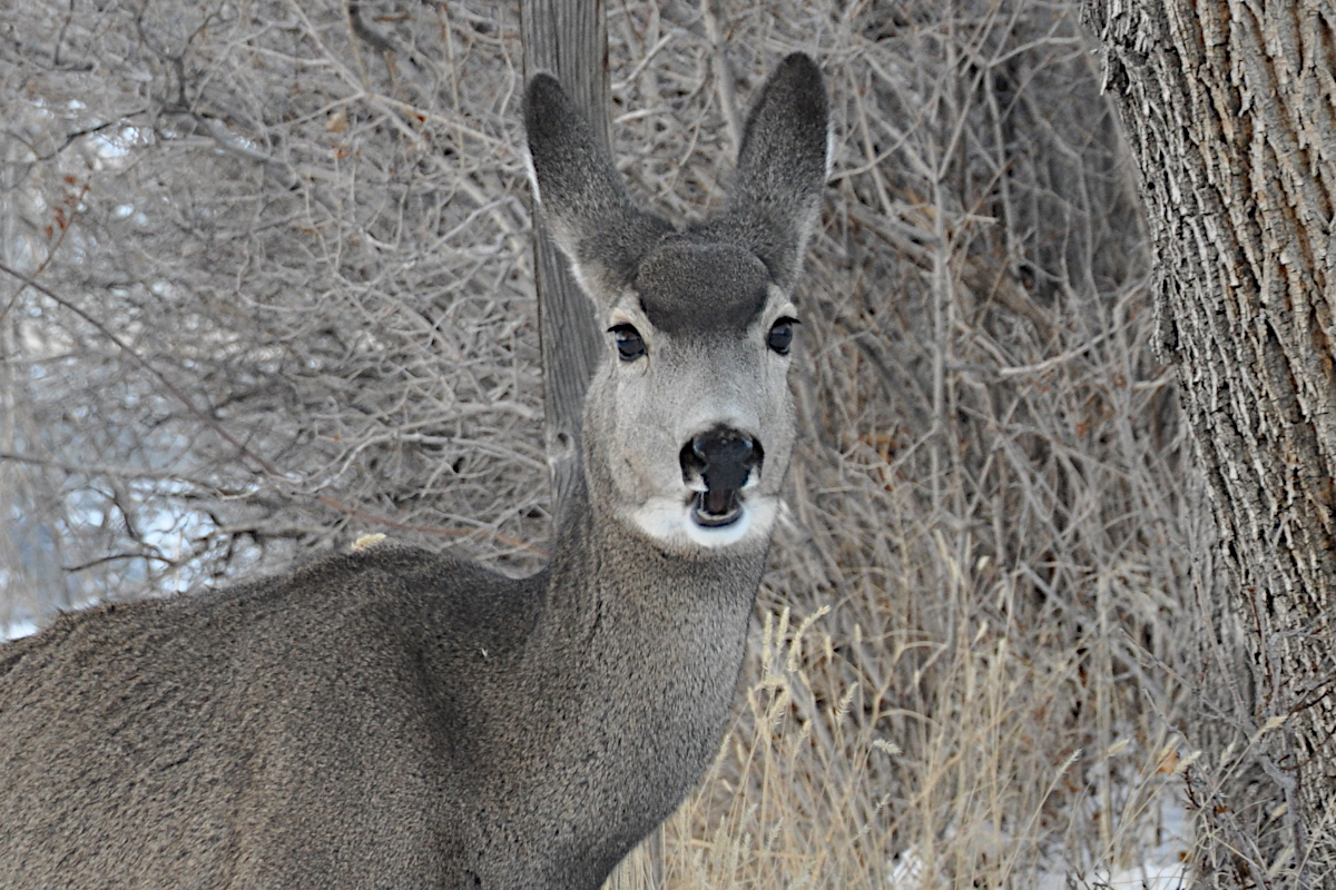 Deer Attack