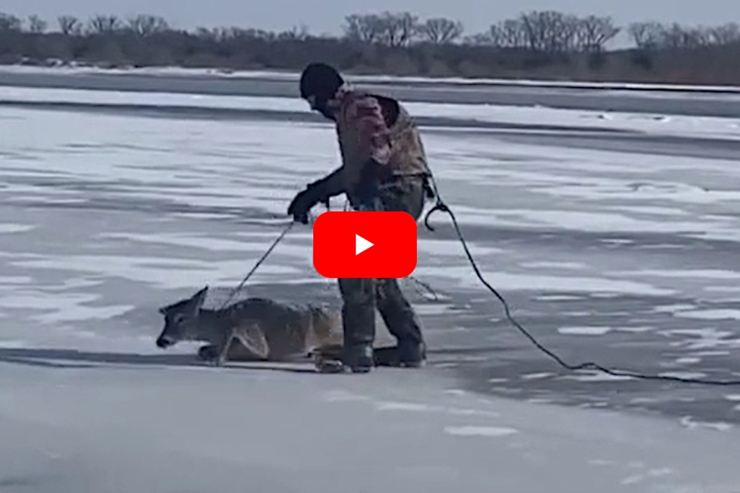 Deer Rescue Ice