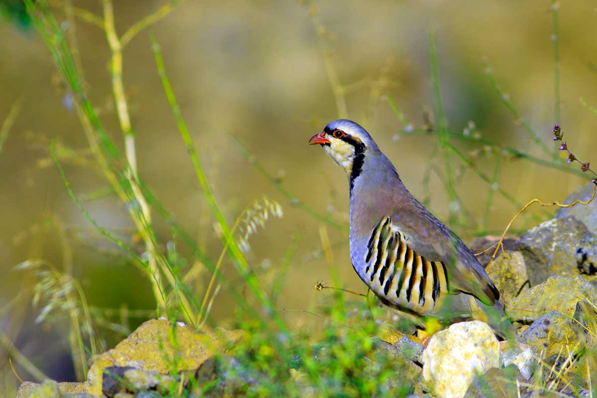 Chaker Animall Chukar Hunting: What You Need to Know Before You Go - Wide Open Spaces