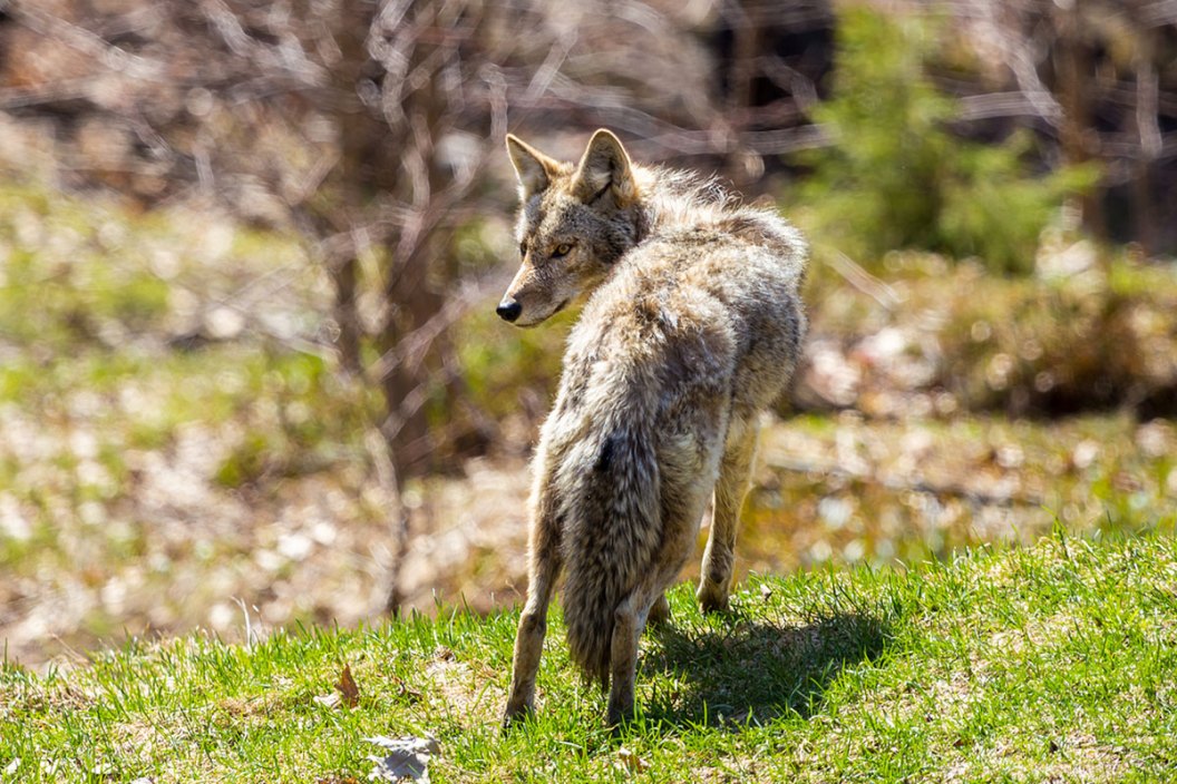 Coyote Hunting