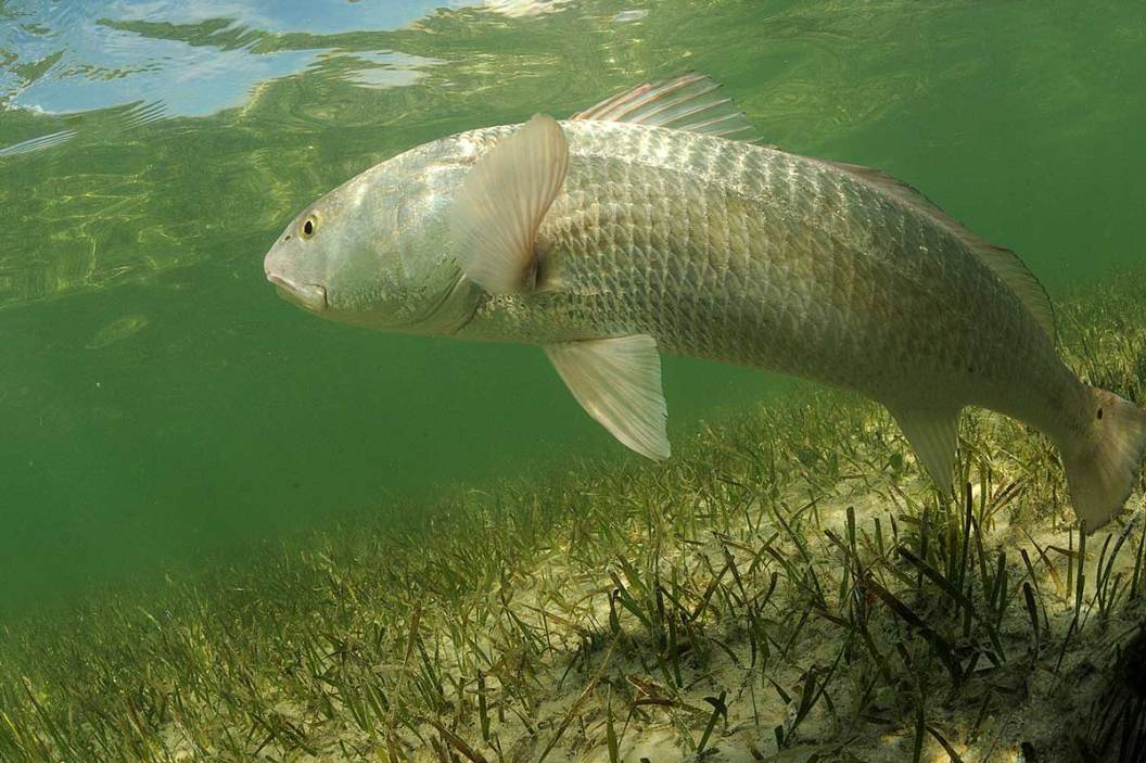 6 Best Lures for Inshore Saltwater Fishing Wide Open Spaces