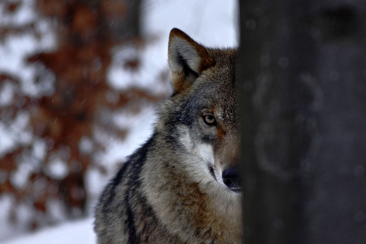 wisconsin wolf hunting