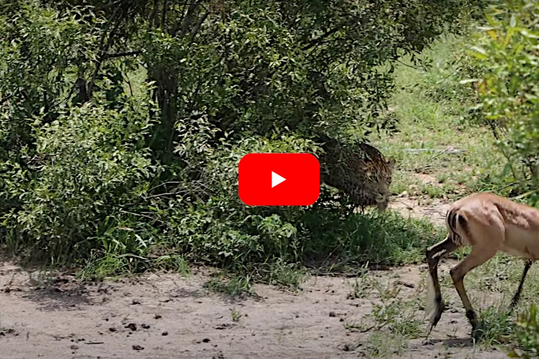 Impala Leopard