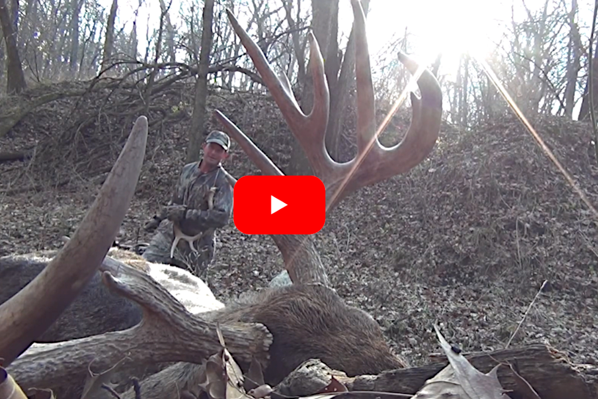 Iowa Buck