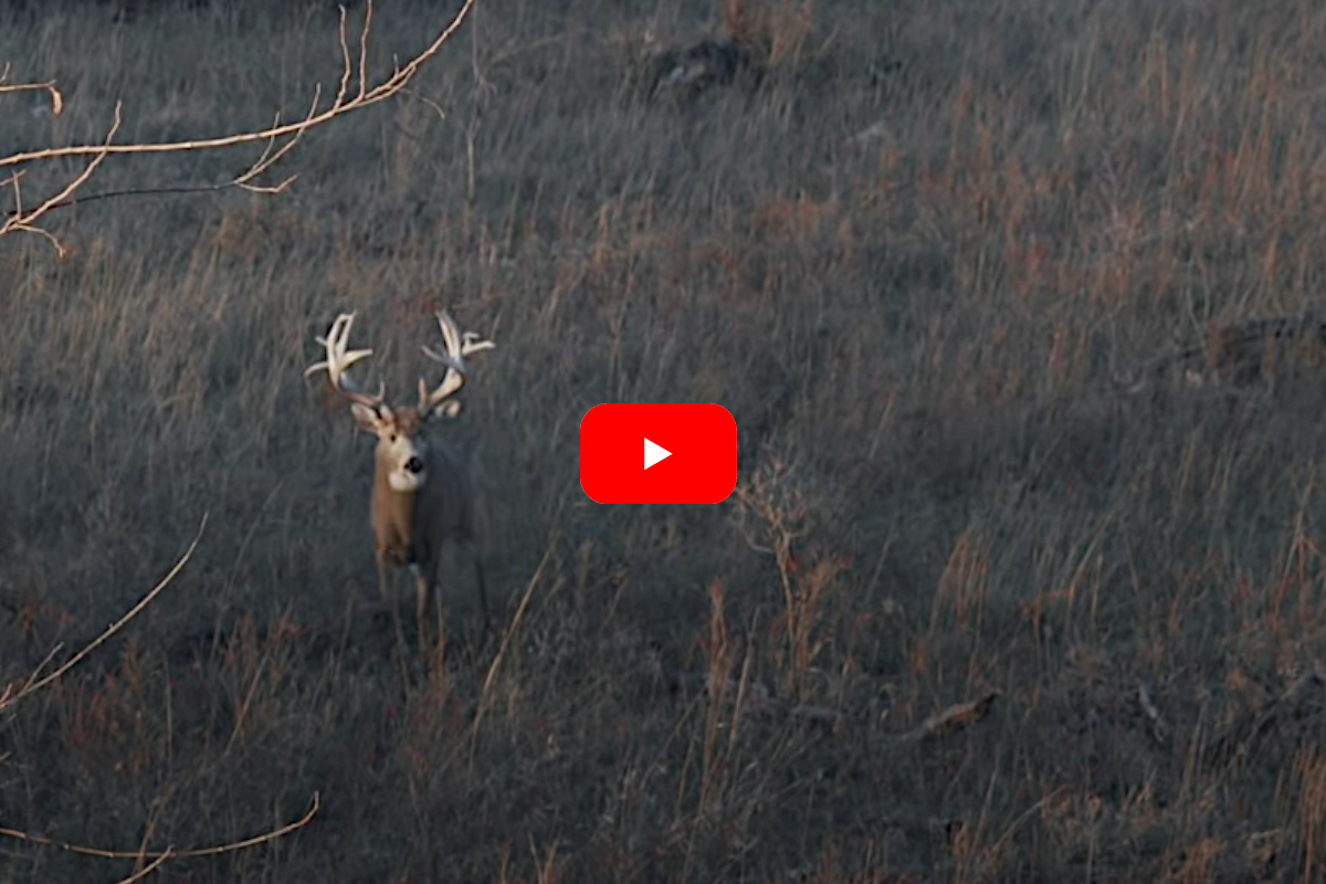 Kansas Buck
