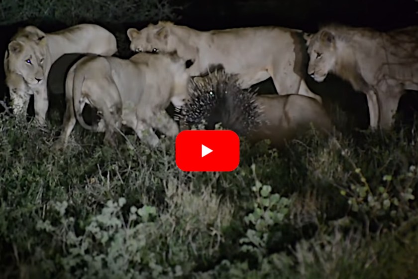7 Lions Try and Fail to Make a Meal of a Prickly Porcupine - Wide Open ...