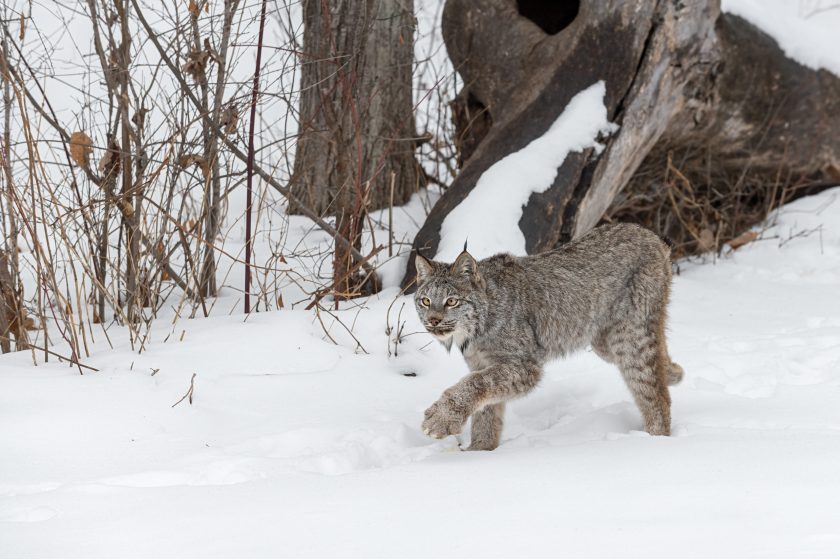 Lynx vs Bobcat