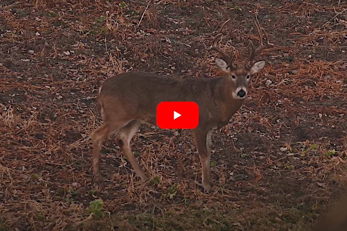 Missouri Buck