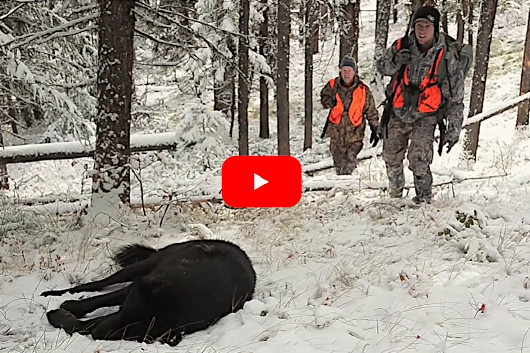 Hunter Takes Black Wolf Encountered While Elk Hunting in Montana - Wide ...