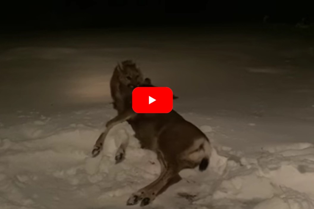 Mountain Lion Colorado