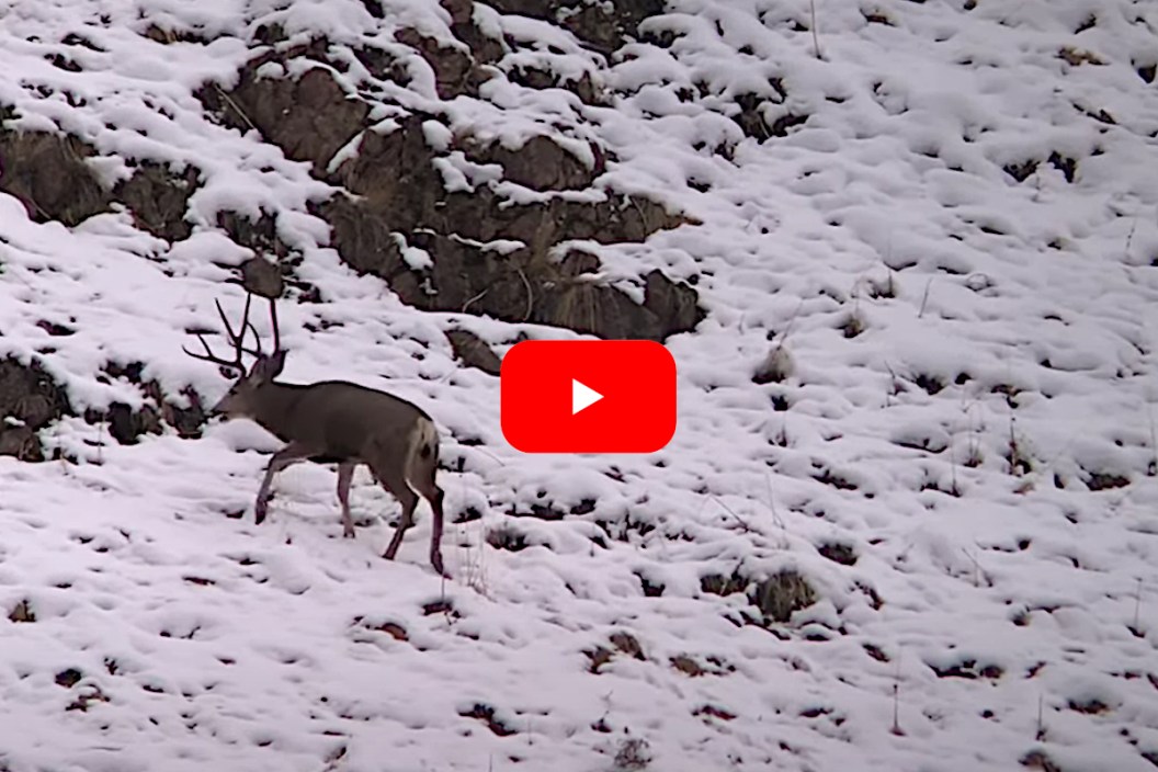 Mule Deer Falls Down Mountain