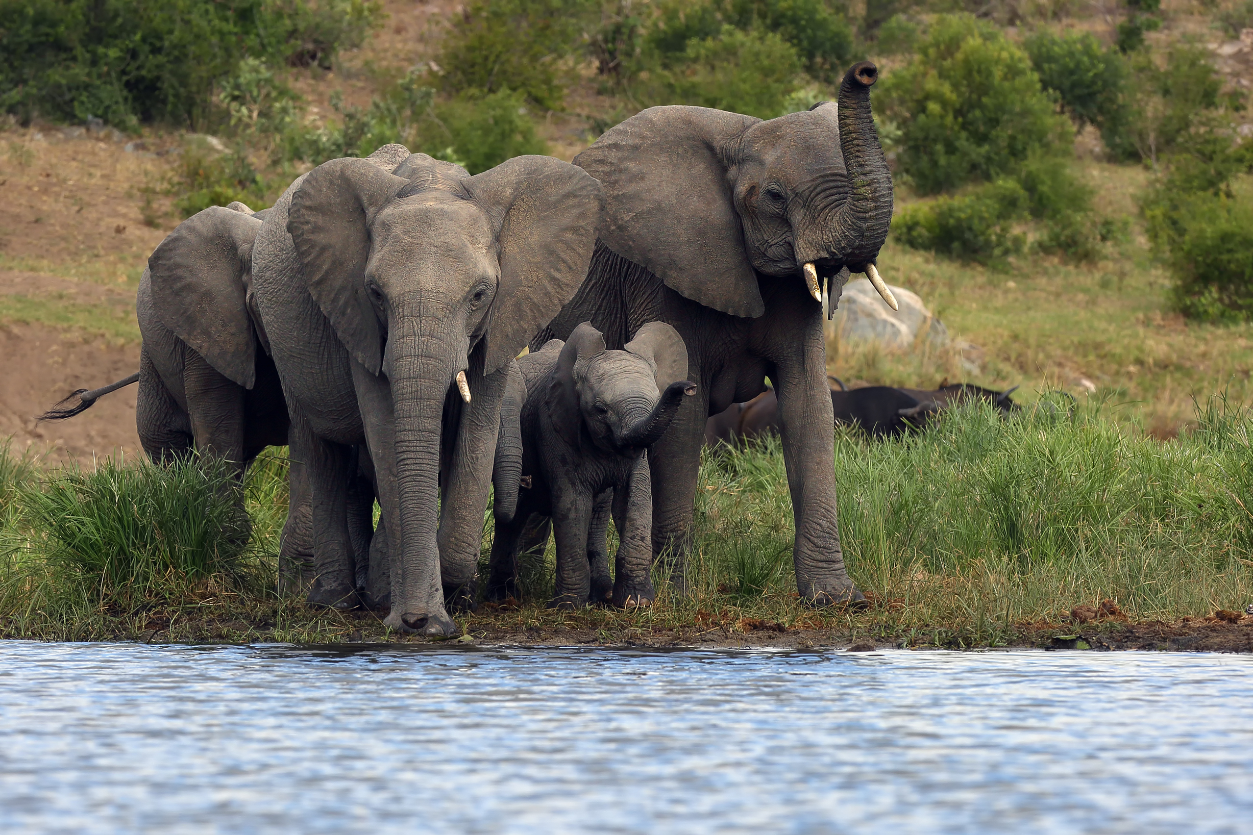 Poacher Punishments