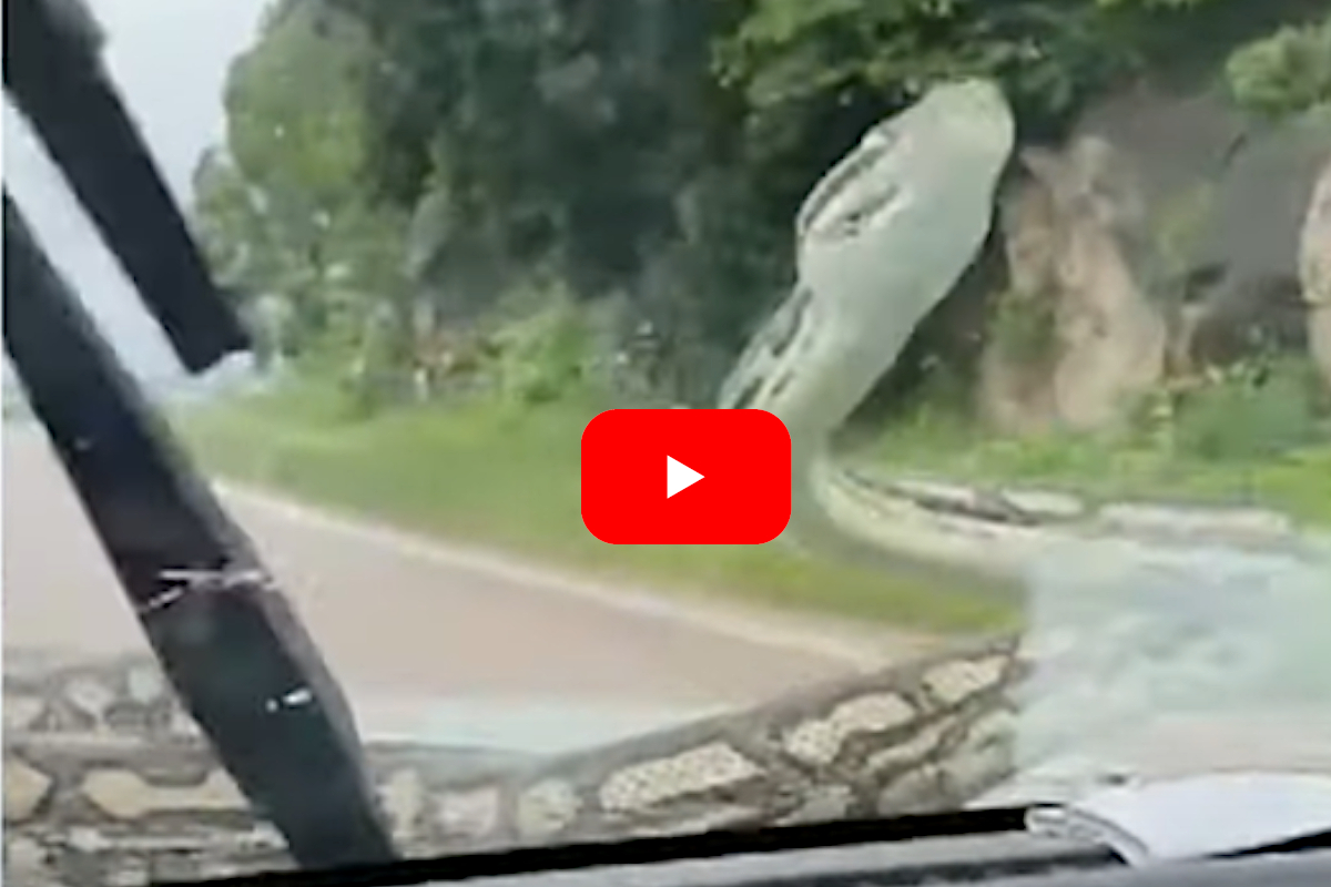 Python on Car Windshield Prompts Hilarious Reaction from Australian ...