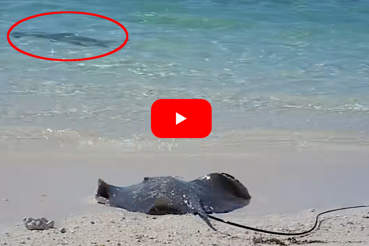 Shark vs Stingray