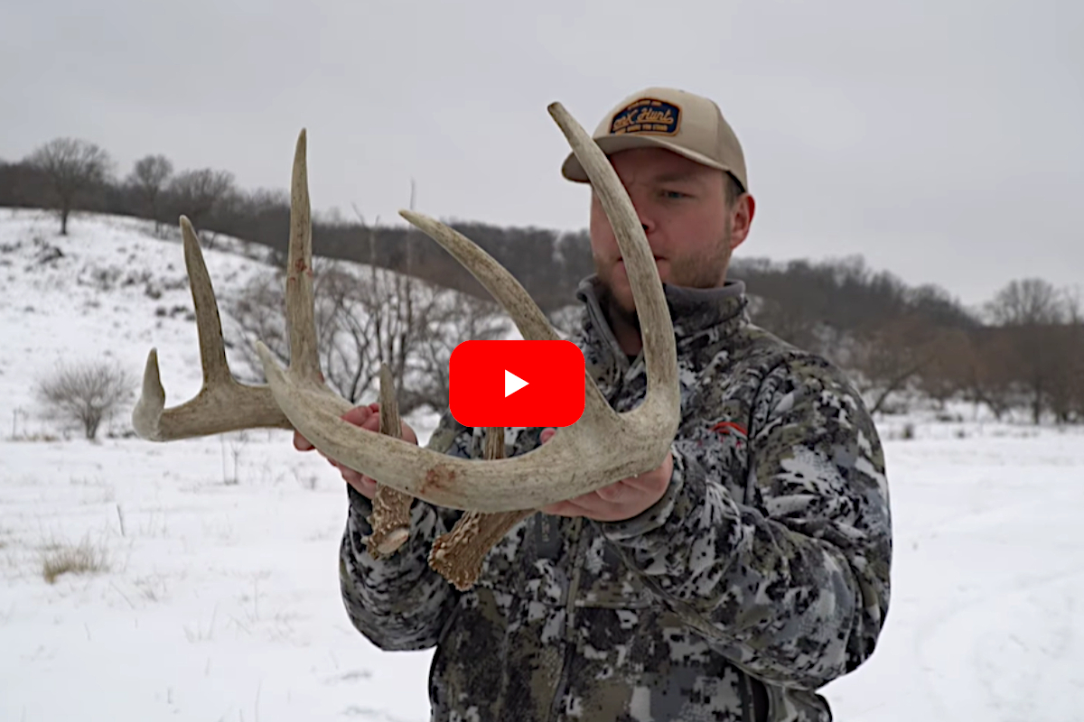 Shed Antlers