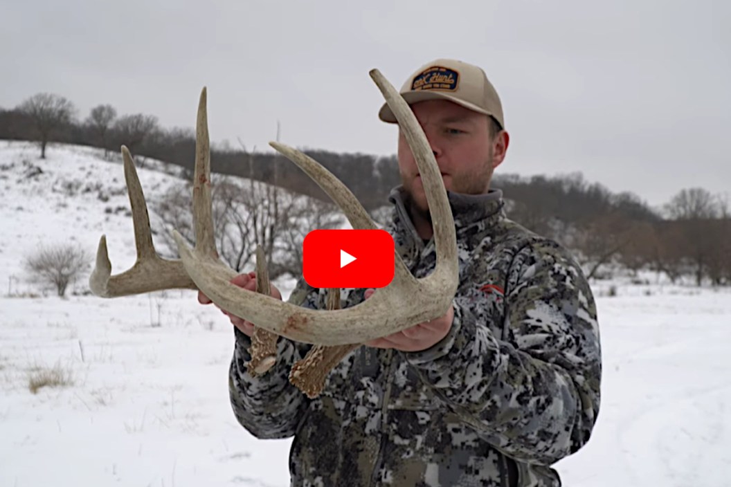 Shed Antlers