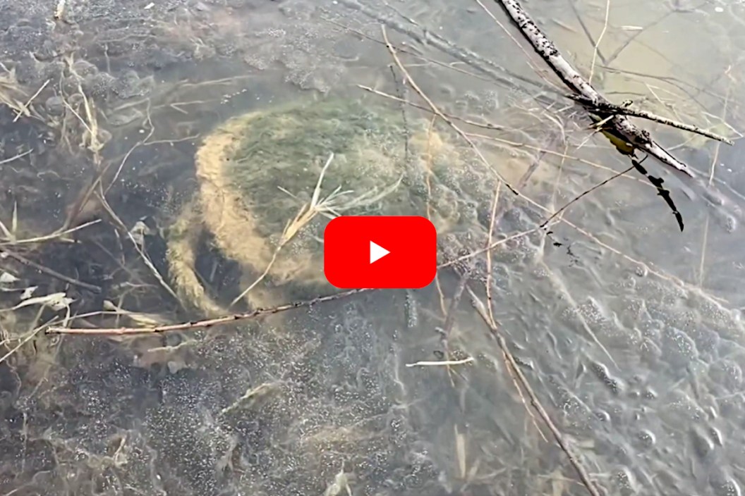 Snapping Turtle Ice