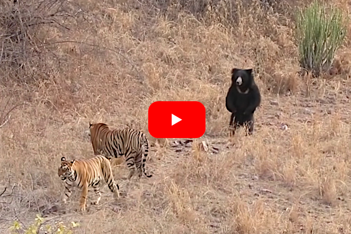 Tiger vs Bear