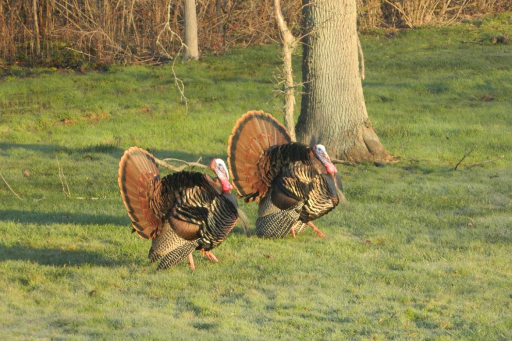 turkey grand slam