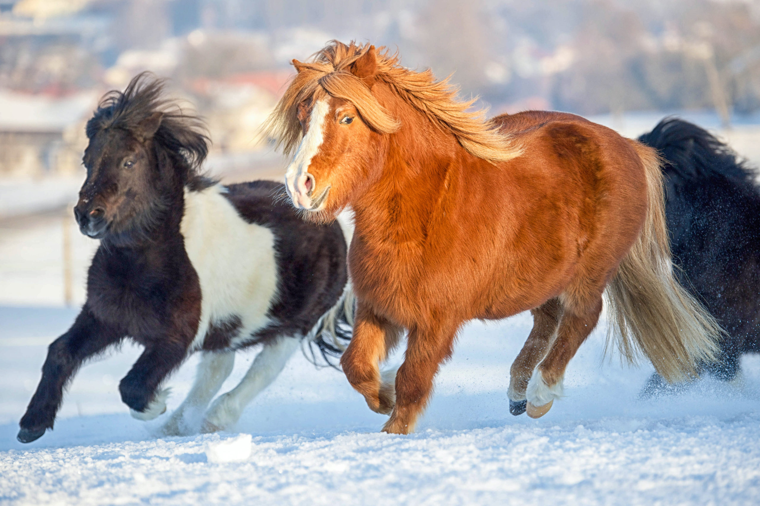 Pair of shetland ponies run through the snow.