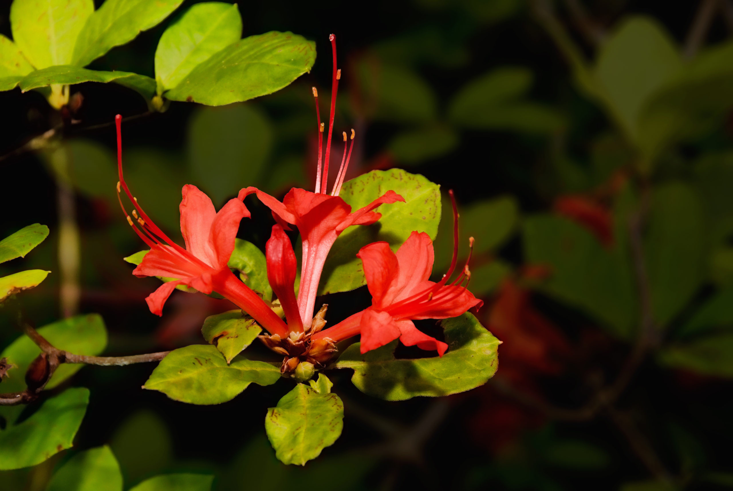 Rare Red Plum Leaf Azalea Flower