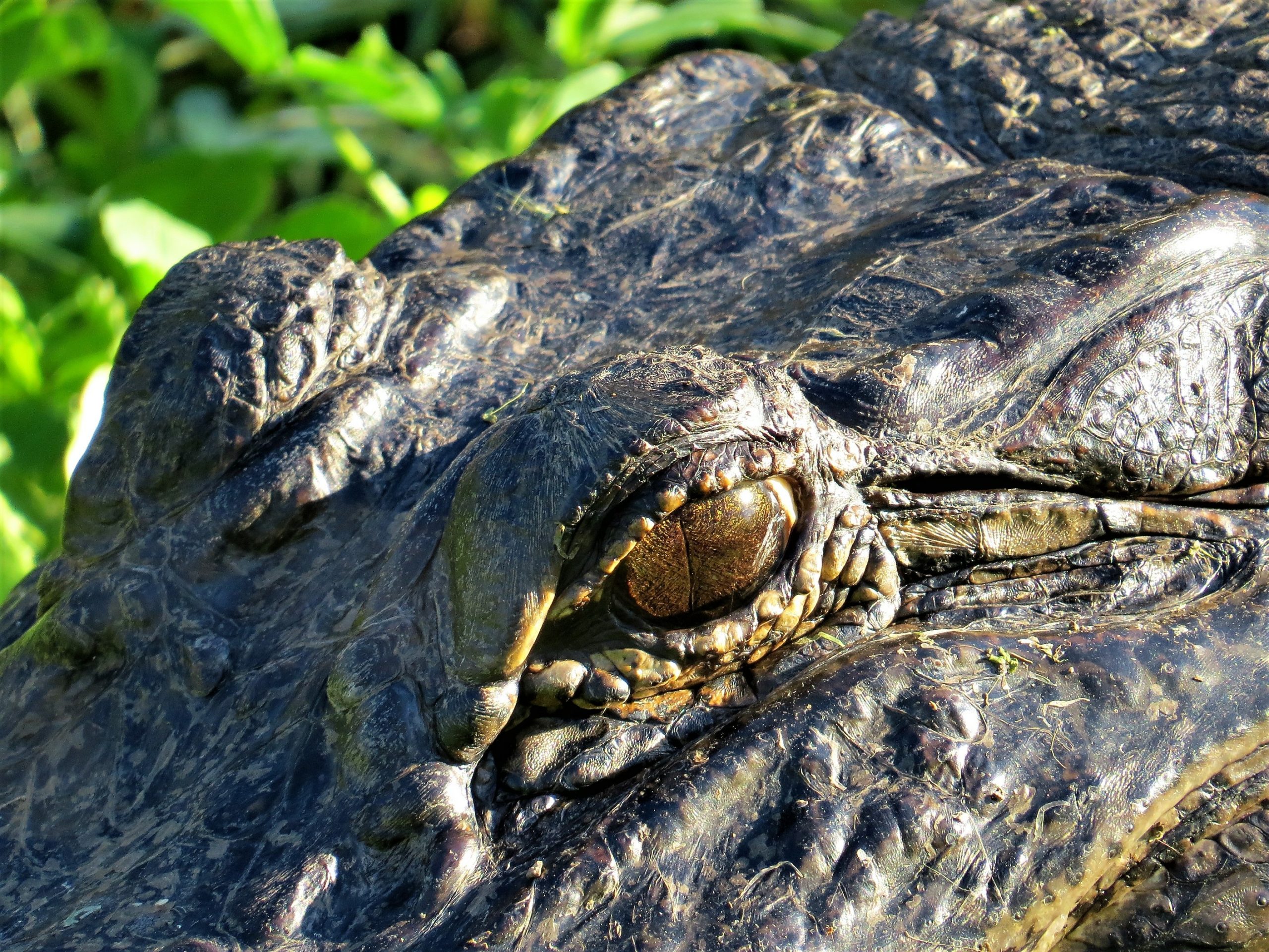 alligator at brazos bend state park