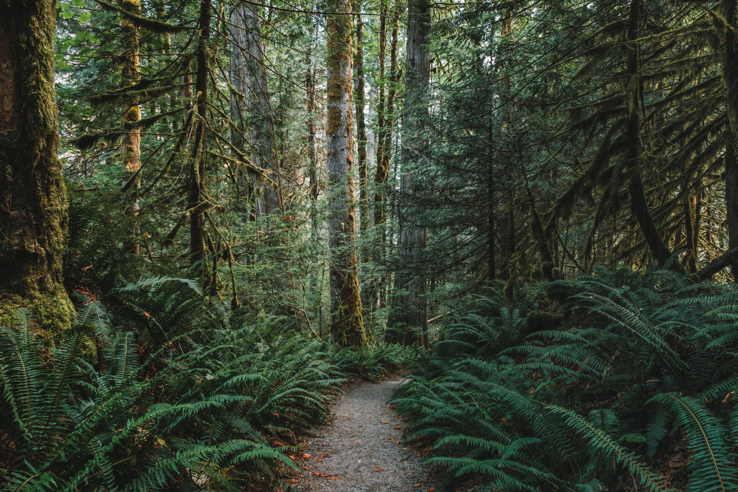 A rocky path, Trail of the Cedars, leads through the giant ferns and giant mossy cedar trees through a forest in North Cascades National Park, Washington state, USA.