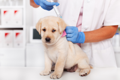 Dhlpp vaccine hot sale