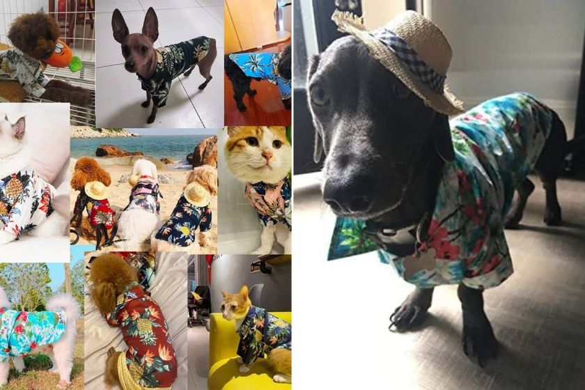 Hawaiian Shirt for Dogs: 5 Shirts for Parties, Halloween, and Vacations