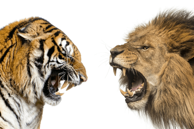 Lion vs. Tiger Who Would Win? Bite Force, Fighting Styles + More