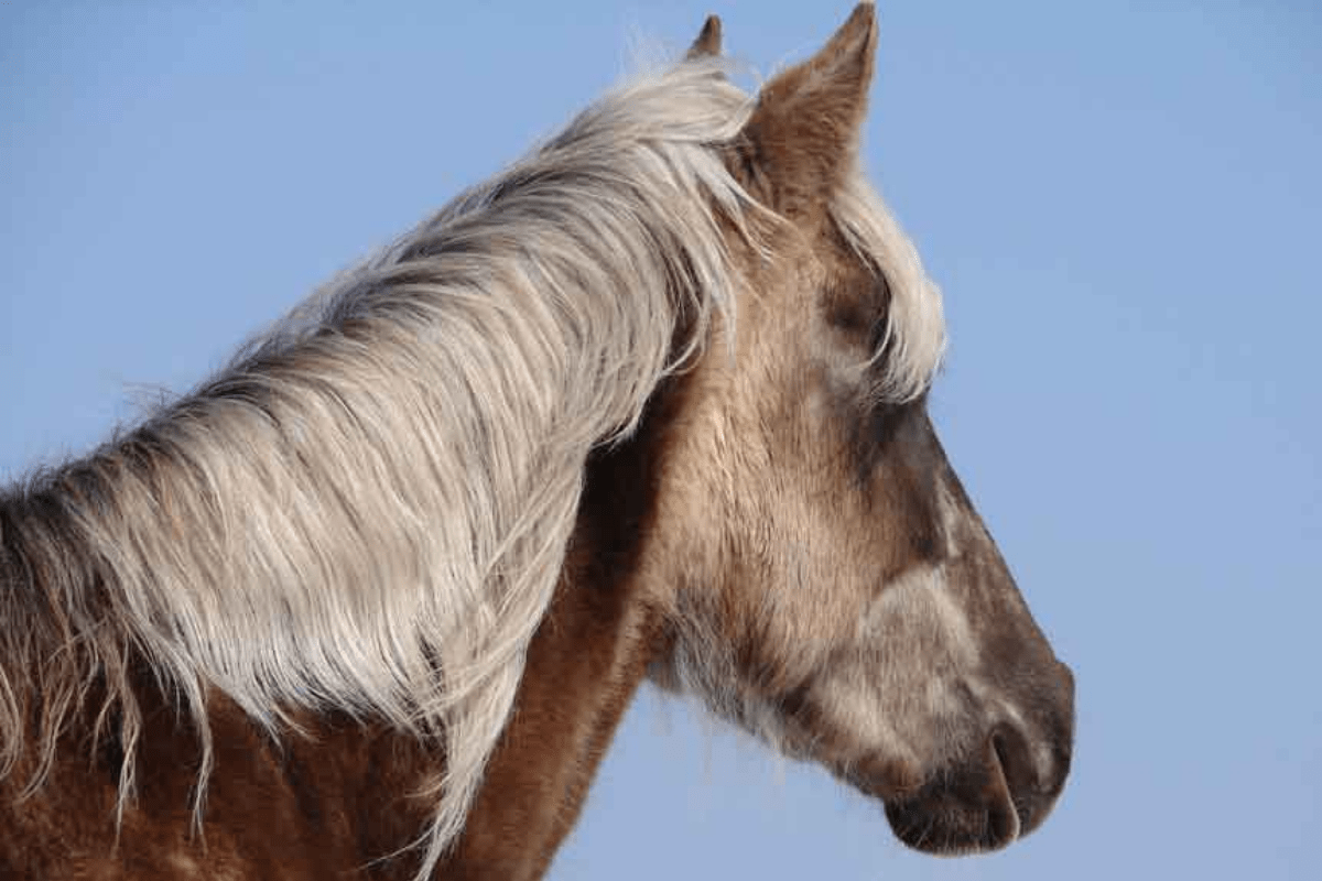 Rocky Mountain Horse 10 Unique Facts on This American Breed