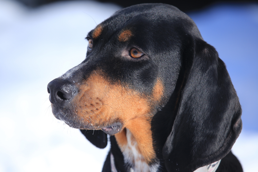 coonhound