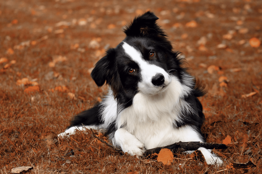 best herding dogs