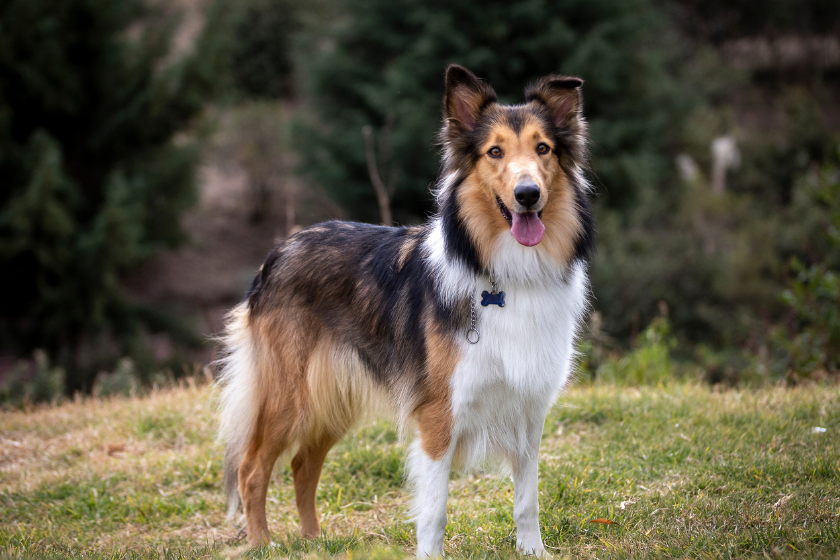 best herding dogs