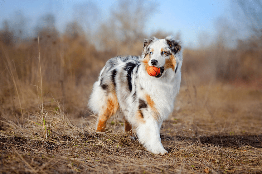 best herding dogs