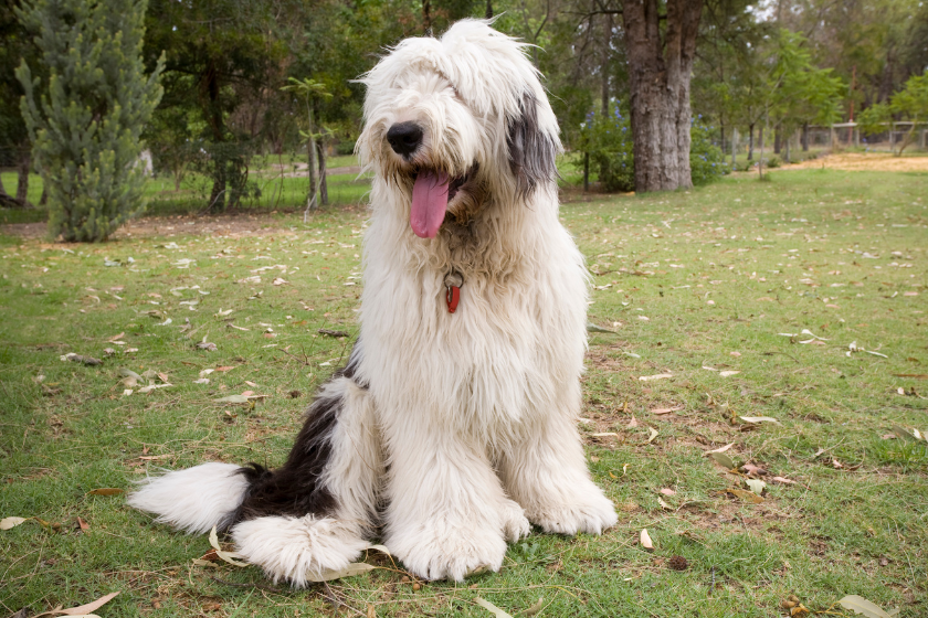 best herding dogs