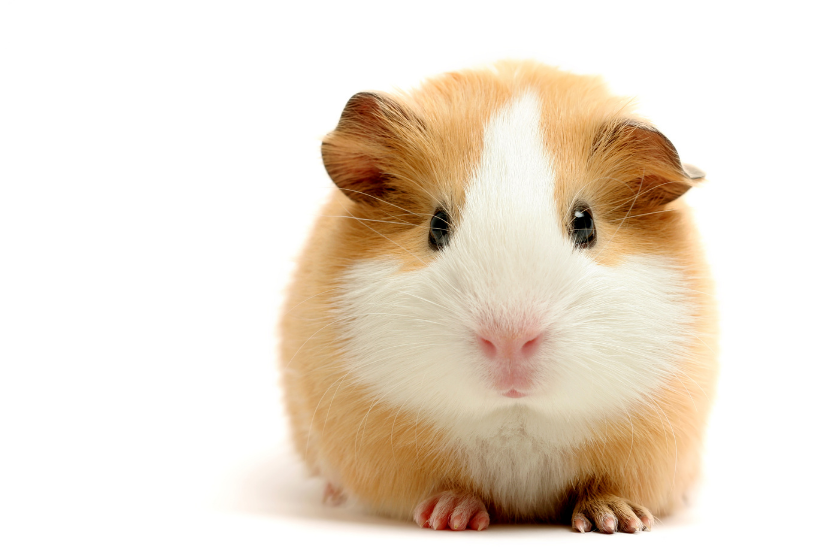 guinea pig on white background