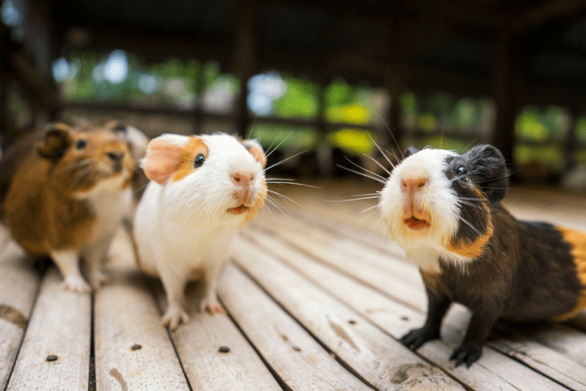 guinea pigs together on wood background popcorning