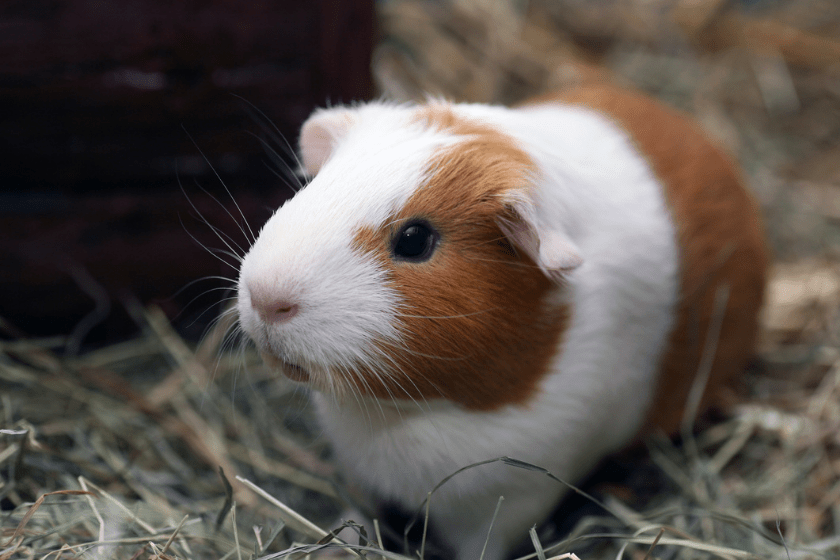 guinea pig on straw background not popcorning